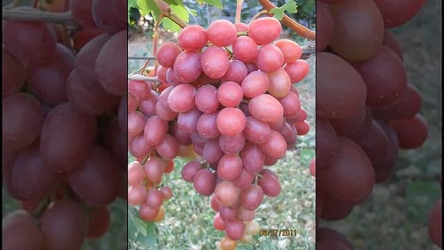 ВИНОГРАД - АНЮТА смотреть онлайн