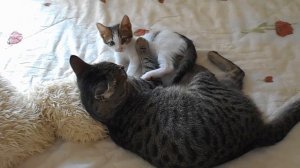 Бой быков 2:0.#(2022.)