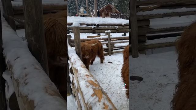 Шотландская корова малышка безделушка