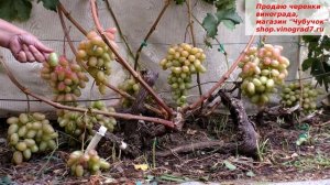 Виноград Юлиан- одна из лучших летних форм винограда, с яркими крупными ягодами и крупными гроздями.