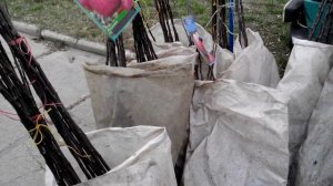 Саженцы. Обман, пересорт наглядный пример с выставки Сад Огород 2016.