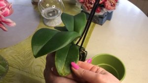 ОРХИДЕЯ «КРАСНЫЙ ЛЕВ» “RED LION”. Обзор моей шикарной новинки.