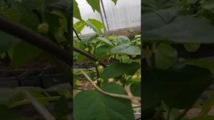 22 апреля 2022 года теплица . северо-запад Подмосковья