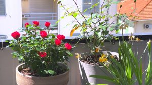 Zepeti Rose - Meilland