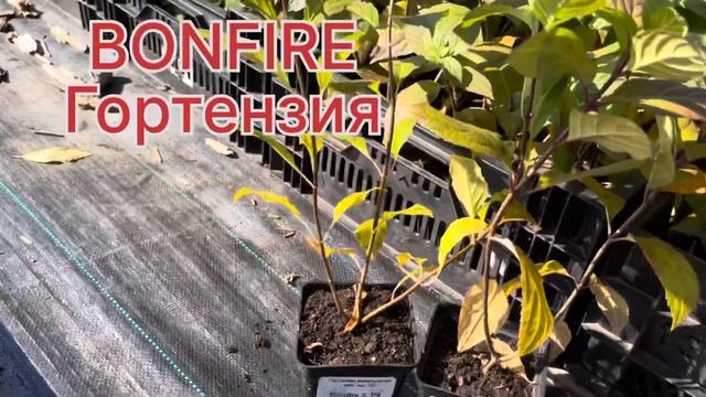 НОВИНКИ В АССОРТИМЕНТЕ!BONFIRE.Саженцы Р9.Черенкование 2023 года.