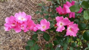 Маритим плетистая роза и Бетти Приор флорибунда розочка 2023 июнь