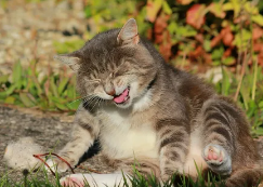 Приколы с котами! Самые смешные животные С ОЗВУЧКОЙ! ПРОСТО ДО СЛЁЗ 5