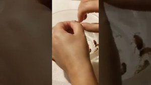 Как приготовить туркменского таракана для стрижей