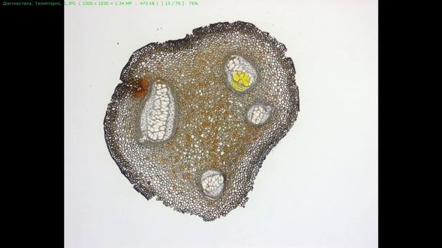 МалПрак, II семестр, занятие 3 - Папоротниковидные смотреть онлайн