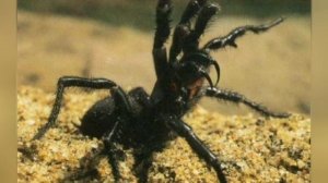 10 Самых Ядовитых Пауков На Планете!