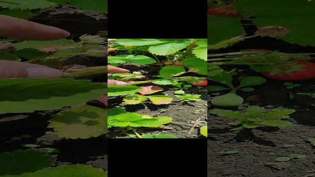 1000026080.mp4