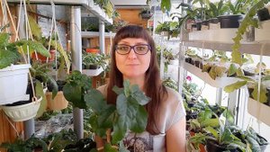 Компактный гибискус - это реально.