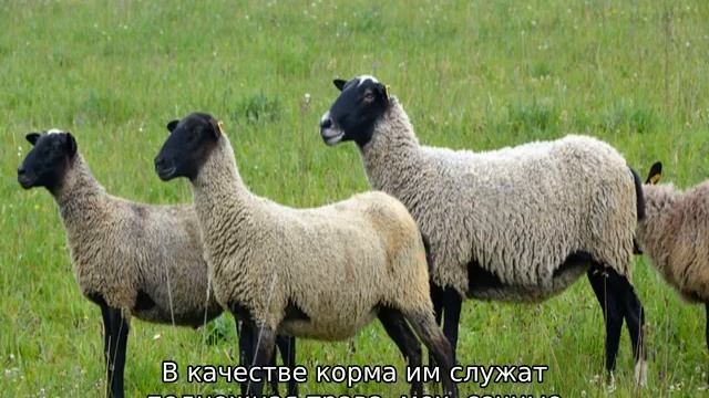 Романовская порода овец смотреть онлайн