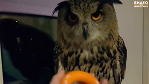 Добрая сова