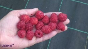 КЕША вкусный позднеспелый сорт летней малины