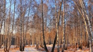 Музыкальное поздравление Новогодний дуэт