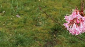 Viorne d hiver 'Viburnum bodnantense Dawn'  Le ballet parfumé qui sent d'oeillet