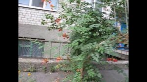 Прежде чем сажать КАМПСИС - 100 раз хорошенько подумайте!