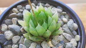 Haworthia Cooperi/😲📢 ¡SuCuLenTa Haworthia Traslúcida!🦉🙊