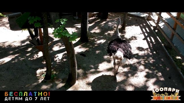 Сормовский парк - зоопарк Мадагаскар смотреть онлайн