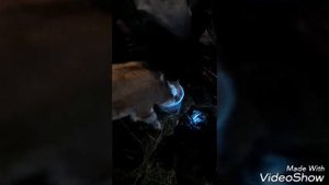 Как правильно поить телёнка !