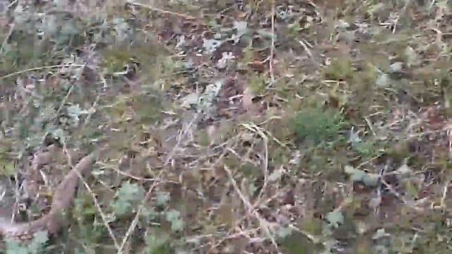 Анаконда в калмыкии смотреть онлайн