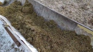 Кормушка для быков.Быки на морозе -25-30.