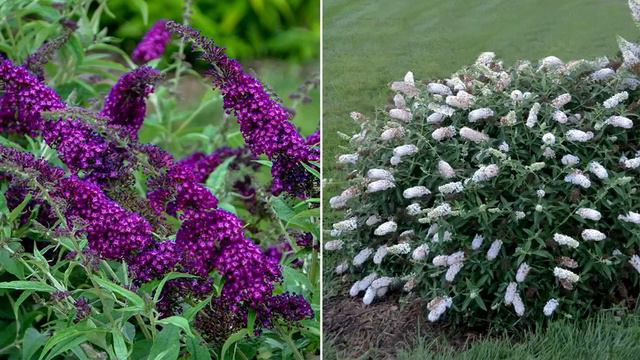 Phillip Watson Designs 2-Piece 2-in-1 Buzz Butterfly Bush Live Plants on QVC смотреть онлайн