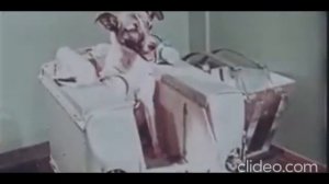 Laika's heart Il cuore di Laika Сердце Лайки.mp4