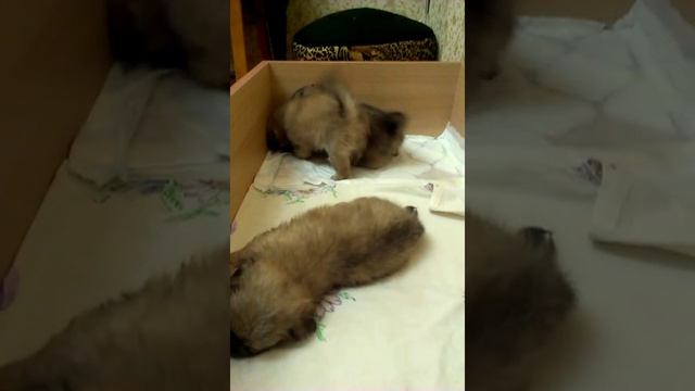 Щенки пекинес 1,5 месяца