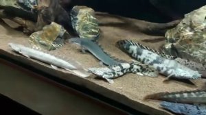 (Polypterus tank) Ancient fish: arowana, lapradei, ornatipinnis, endlicheri, delhezi, senegalus..