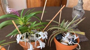 Неофинетия. Neofinetia falcata ,уход за орхидеей