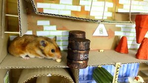 Полоса Препятствий для домашних животный в реальной жизни   Истории из жизни хомяков?