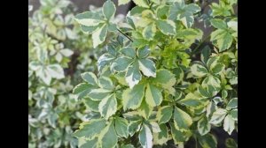 АКАНТОПАНАКС  /ACANTHOPANAX( растения/plants)( HD slide show)!