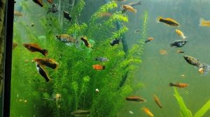 14.01 Скрещенные детки пецилии + меченосец.