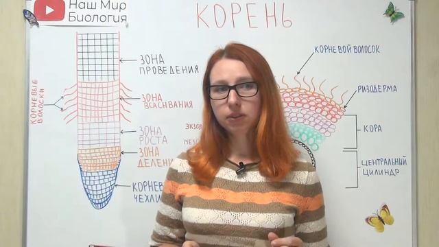 Корень. Функции, строение и виды корней.