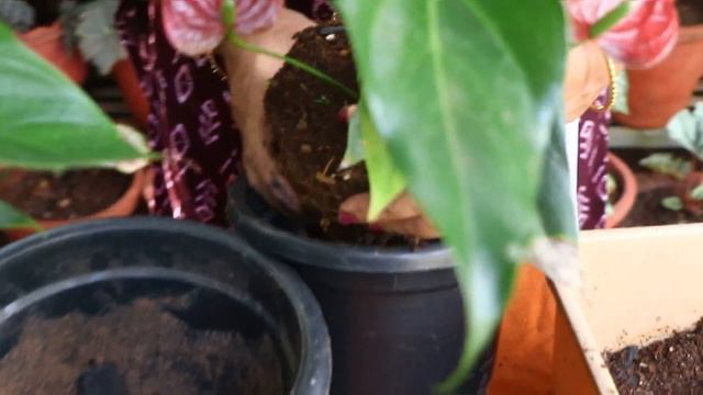 3 New miniature Anthuriums (potting soil, Tricks for more flowers and seedlings) смотреть онлайн