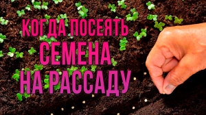 Сроки посева семян на рассаду. Когда посеять семена томатов на рассаду. Когда сеять томаты, перцы.