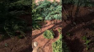 Открываю пильчатую гортензию после зимы