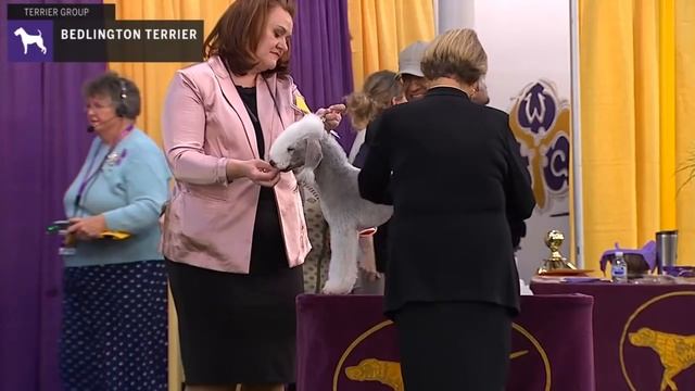 Bedlington Terriers | Breed Judging 2020 смотреть онлайн