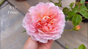 Abraham Darby rose is breathtaking！我的新宠-亚伯拉罕达比月季