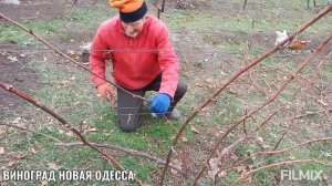 ОБРЕЗКА ВИНОГРАДА ДУБОВСКИЙ РОЗОВЫЙ