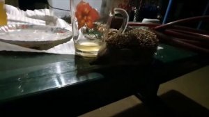 Ежик, просто ежик на столе, ежик кайфует! Смешные животные.