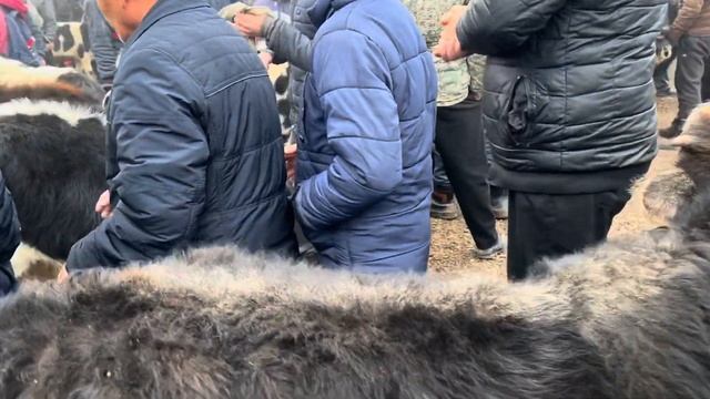 AVVAL BOZORI BUQALAR VA HUNAJINLAR NARHLARI. 20,01,2024. Hammasidan bor. ???