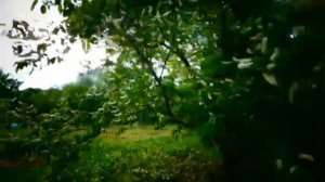 Под окном черёмуха колышется