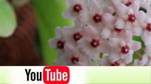 ХОЙЯ или Восковый плющ – секреты и особенности ухода.