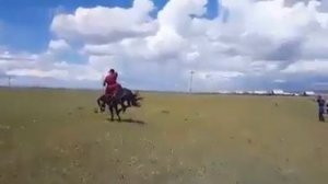 Как монголы объезжают лошадей