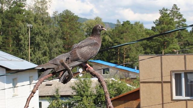 Как прогнать голубей с балкона. Их реакция  на голоса хищных птиц и электронный отпугиватель