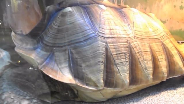 Серёжа и ШПОРОНОСНАЯ ЧЕРЕПАХА ГИГАНТ смотреть онлайн