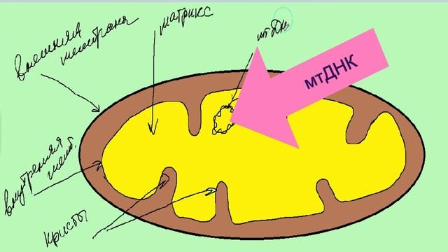 Митохондрии двумембранные органоиды клетки. Строение и функции. Синтез энергии АТФ. ЕГЭ